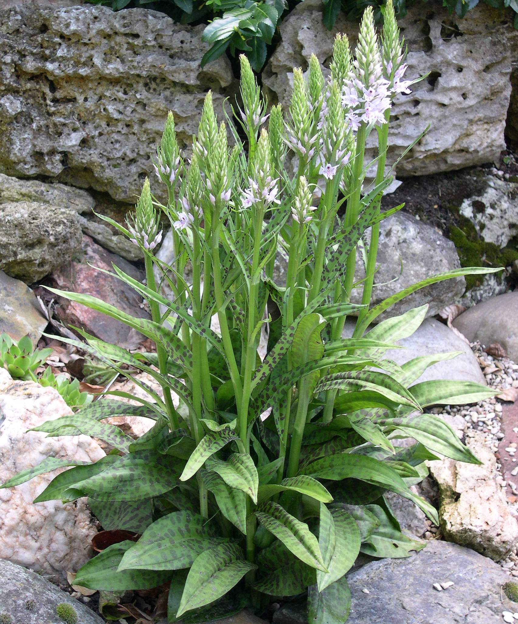 Dactylorhiza fuchsii